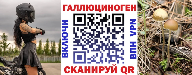 где купить   Богданович  Псилоцибиновые грибы Cubensis 